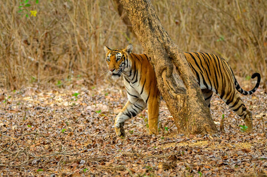 Majestic Tigress from Nagarhole National Park, Karnataka, India