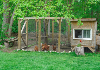 close up on chicken in side coop in back yard 