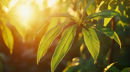 Sunlit green leaves backlit by golden hour sunlight.