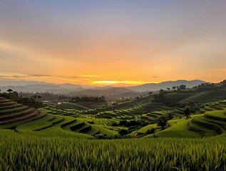 Fototapeta premium sunrise in the field