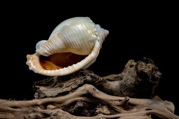 Phalium glaucum shell on driftwood black background