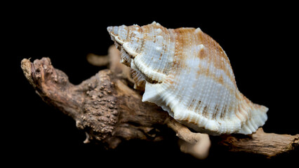 Bursa spinosa shell on driftwood black background