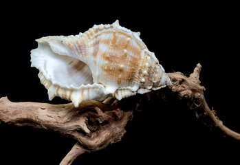 Bursa spinosa shell on driftwood black background