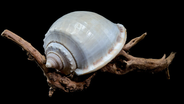 Phalium glaucum shell on driftwood black background