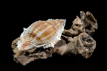 Bursa spinosa shell on driftwood black background