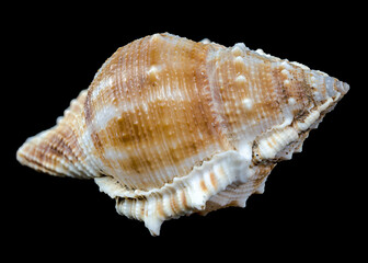 Bursa spinosa seashell on black background