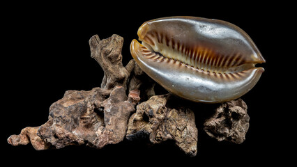 Cypraea caputserpentis shell on driftwood black background