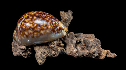 Cypraea caputserpentis shell on driftwood black background