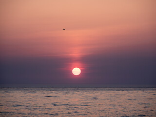 Low sun in pink sky with single flying seabird in silhouette over sea