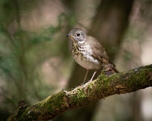 Gray-cheeked Thrush