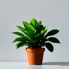 Obraz premium Plants in terracotta pots for home terrace decoration, aesthetic garden, fresh air