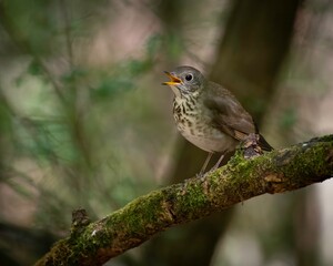 Gray-cheeked Thrush