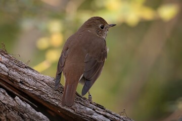 Obraz premium Hermit Thrush
