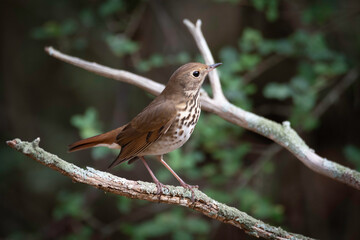 Hermit Thrush