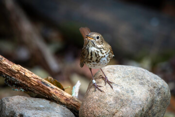 Hermit Thrush
