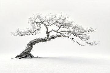 Obraz premium A snow-covered, twisted tree on a minimalist white background.