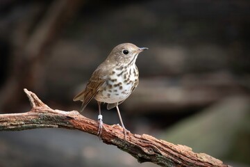 Hermit Thrush