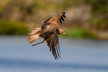 Hawk 0003