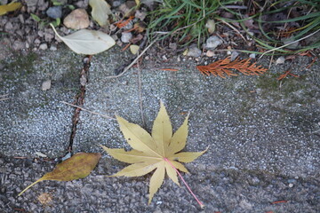 Image of fallen leaves on the Daecheongcheon walking trail
