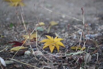 Image of pretty maple leaves fallen on the Daecheongcheon trail
