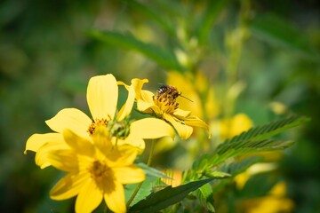 Honey Bee