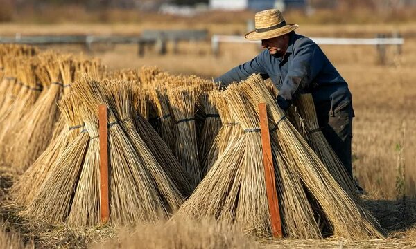 A farmer gathers harvested straw into bundles in a rural field.