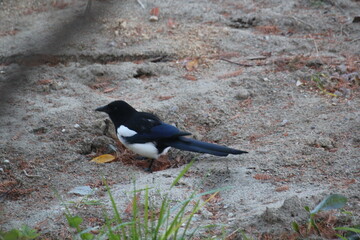 Image of a magpie searching for food on the Daecheongcheon Trail