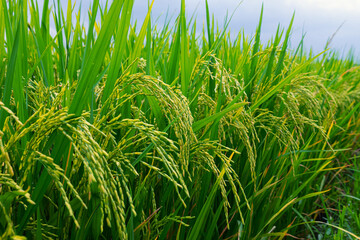 Rice panicle at milk stage in the rice field, thailand