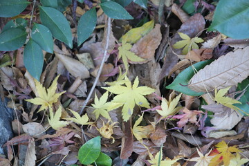 Image of fallen leaves from trees on Daecheongcheon Trail
