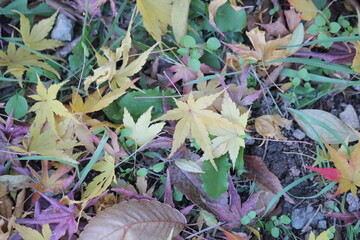 Image of fallen leaves from trees on Daecheongcheon Trail
