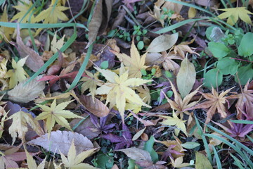 Image of fallen leaves from trees on Daecheongcheon Trail
