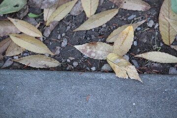 Image of fallen leaves from trees on Daecheongcheon Trail
