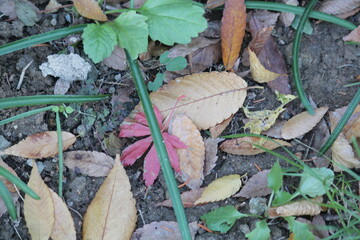 Image of fallen leaves from trees on Daecheongcheon Trail
