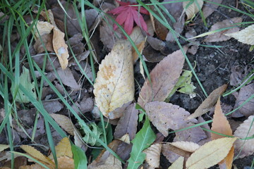 Image of fallen leaves from trees on Daecheongcheon Trail

