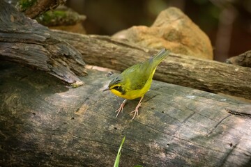 Kentucky Warbler