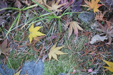 Image of fallen leaves from trees on Daecheongcheon Trail
