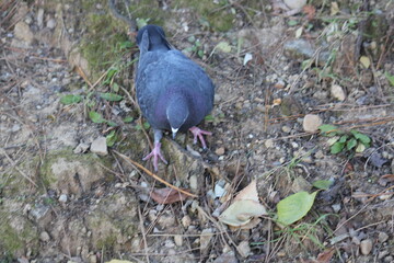 Image of pigeons searching for food on the Daecheongcheon trail
