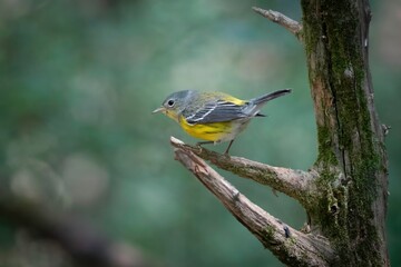 Magnolia Warbler