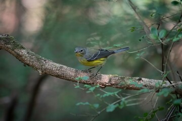 Magnolia Warbler