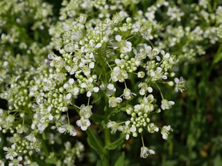 Closeup of hoary cress, whitetop flowers, Colorado