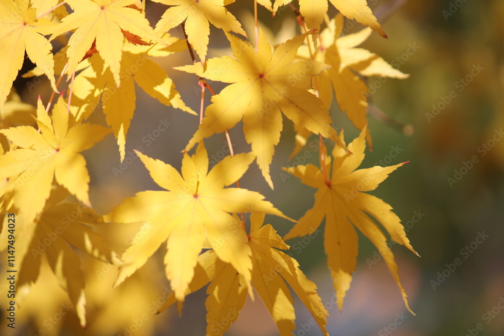 Wall mural image of maple trees in apartments around daecheongcheon walking trail