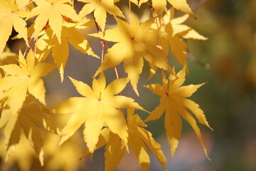 Image of maple trees in apartments around Daecheongcheon walking trail
