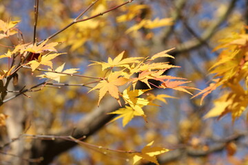 Image of maple trees in apartments around Daecheongcheon walking trail
