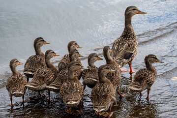 Mallards