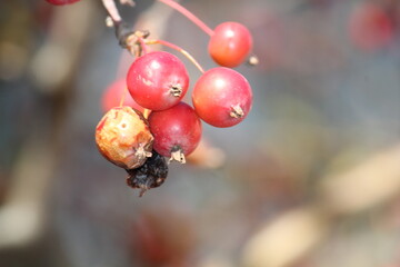 Image of azalea trees blooming on the Daecheongcheon Stream trail