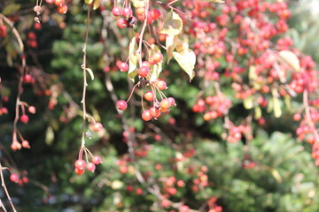 Image of azalea trees blooming on the Daecheongcheon Stream trail