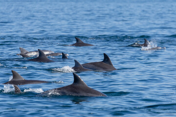 Dolphins swimming in the wild, Matsushima, Japan.