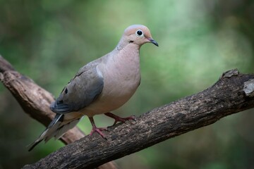 Mourning Doves