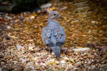 Mourning Doves