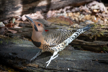 Northern Flicker